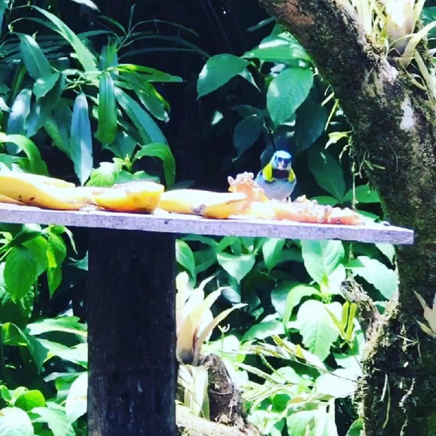 Pousada Recanto Dos Tangaras Juquei Exterior foto